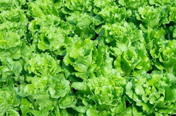 北方春季蔬菜生產(chǎn)管理技術(shù)指導(dǎo)意見(jiàn)