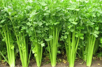 2024年芹菜病蟲(chóng)害綠色防控技術(shù)方案