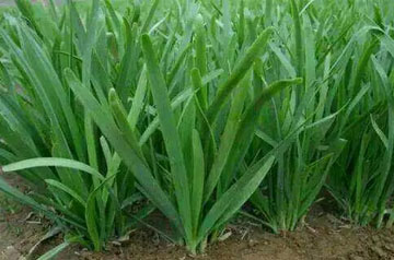 2024年韭菜主要病蟲(chóng)害綠色防控技術(shù)方案