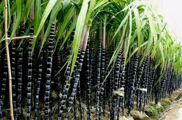 2024年甘蔗春季生產(chǎn)技術(shù)指導意見