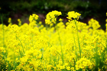 豐收不到手、田管不停歇 2024年冬油菜面積穩(wěn)中有增 長勢(shì)好于預(yù)期