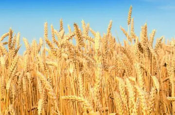 科研團(tuán)隊(duì)發(fā)現(xiàn)小麥籽粒營(yíng)養(yǎng)組成與其鎘鉛生物可給性有密切關(guān)系