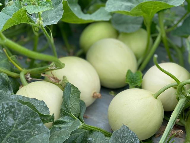 未來(lái)農(nóng)村優(yōu)質(zhì)瓜類市場(chǎng)空間巨大