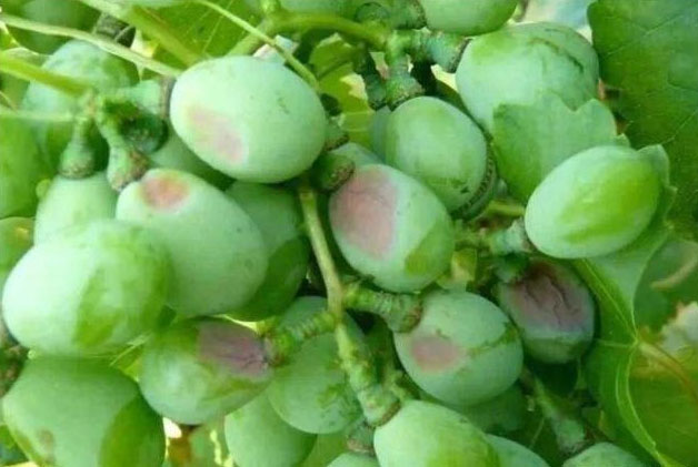 葡萄氣灼病要怎么防治好？