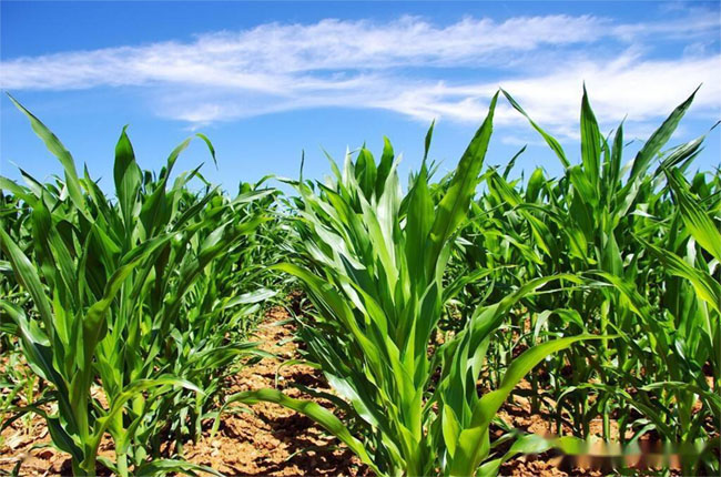 2024年春玉米科學(xué)灌溉技術(shù)指導(dǎo)意見