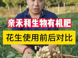 花生大田使用生物有機(jī)肥前后對(duì)比 河南省遂平縣張莊鄉(xiāng)使用前后對(duì)比