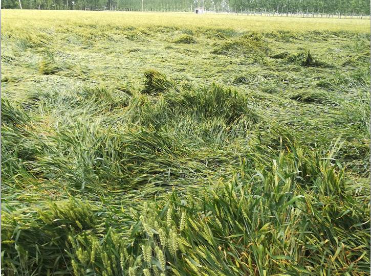 小麥倒伏后，怎么辦比較好