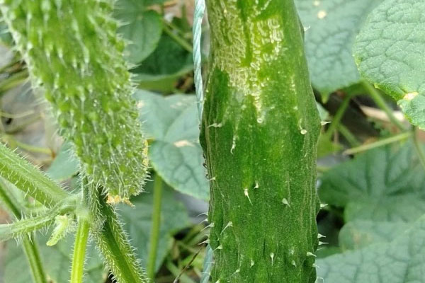 無刺小黃瓜薊馬發(fā)生嚴(yán)重，怎樣防治比較好