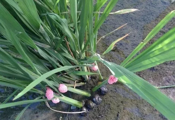 水稻“殺手”福壽螺防治正當(dāng)時(shí)