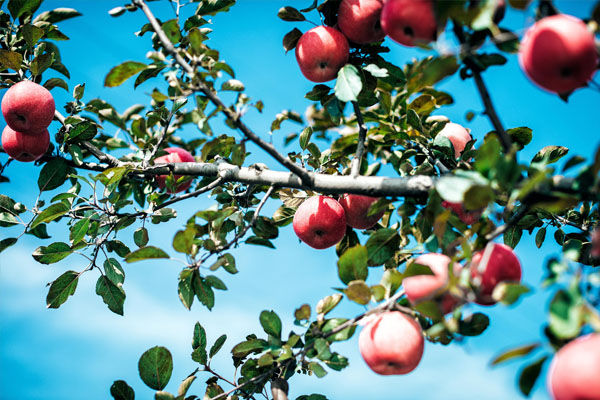 磷酸二氫鉀作用大 果業(yè)生產(chǎn)科學(xué)施用效果佳