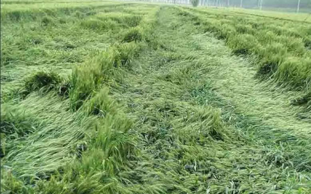 如何預(yù)防小麥后期倒伏?