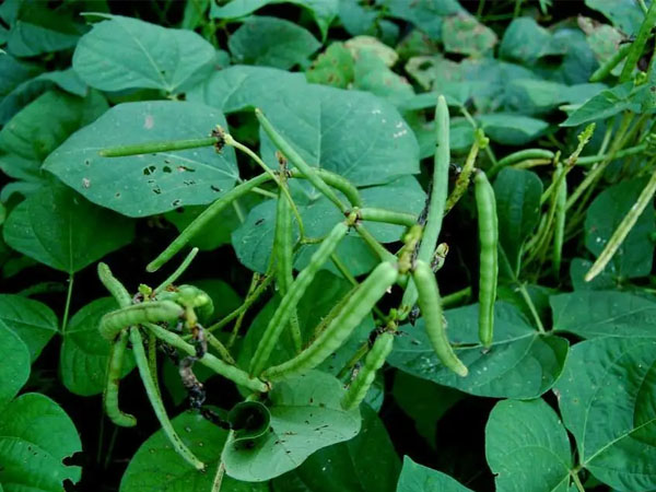 2024年綠豆生產技術指導意見