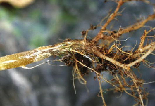 蔬菜根腐病危害大，治養(yǎng)結(jié)合效果好