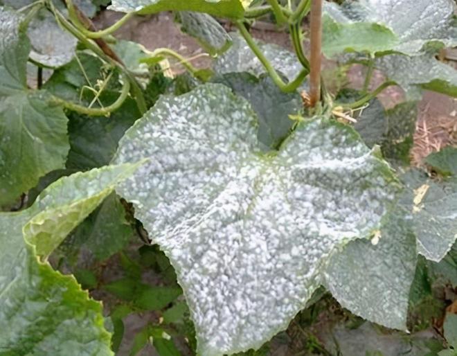 白粉病“禍害”作物多，提前預(yù)防是關(guān)鍵