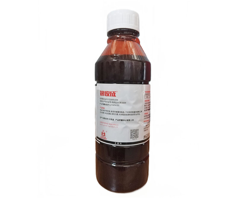 12.5%井岡蠟芽菌