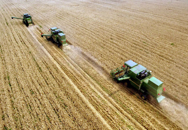 小麥收獲遇到陰雨天該怎么辦，收獲后如何儲藏？