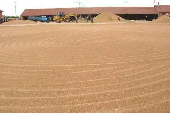 連綿陰雨天小麥收割后怎么防芽、防霉變