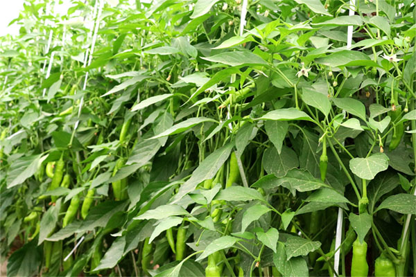 蔬菜徒長(zhǎng)甭?lián)?控旺藥的正確選擇及用法