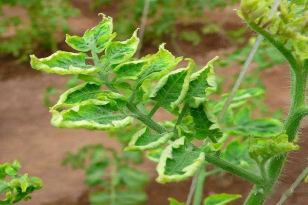 西紅柿卷葉怎么辦？分清癥狀再防治