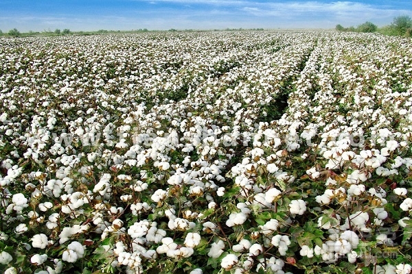 棉花高密度小個(gè)體種植技術(shù)