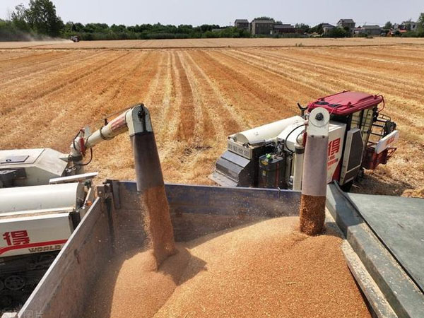 各級儲備收購陸續(xù)啟動，新麥價格有望穩(wěn)定在合理區(qū)間