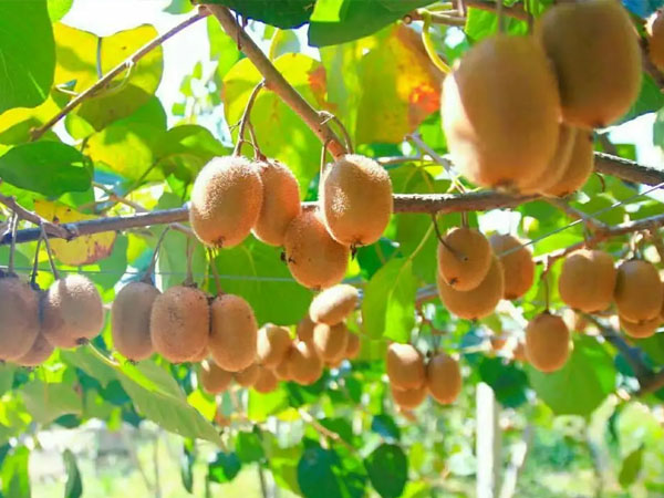 當(dāng)前獼猴桃管理重點(diǎn)做好這幾點(diǎn)