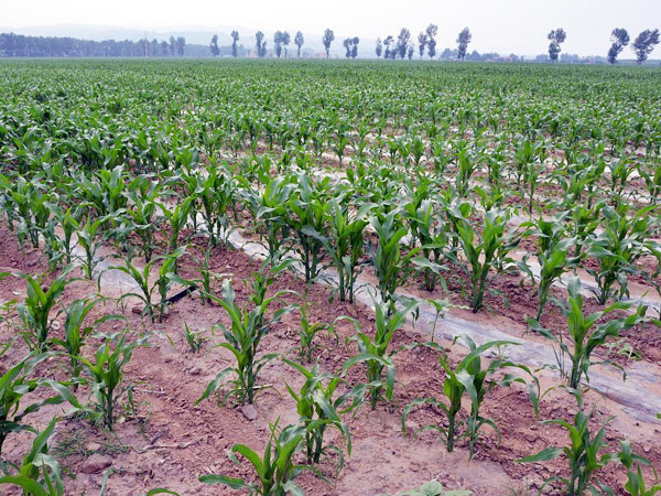 玉米生長(zhǎng)期咋管理