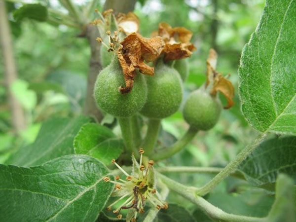 蘋果幼果期怎樣防治病蟲害