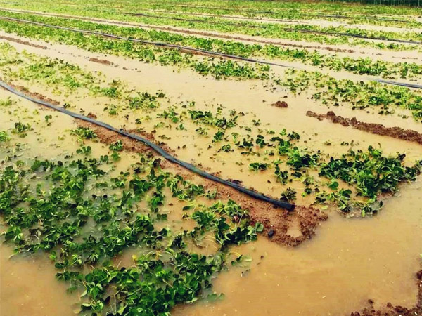 暴雨過后如何管好農(nóng)作物？