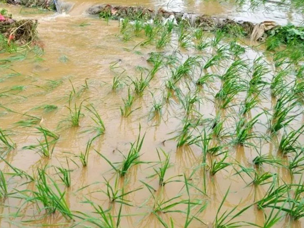 主要農(nóng)作物大雨暴雨防災(zāi)減災(zāi)指南