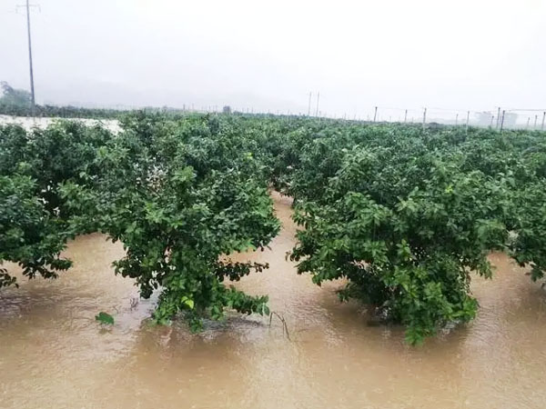 果樹遇水淹怎樣補(bǔ)救