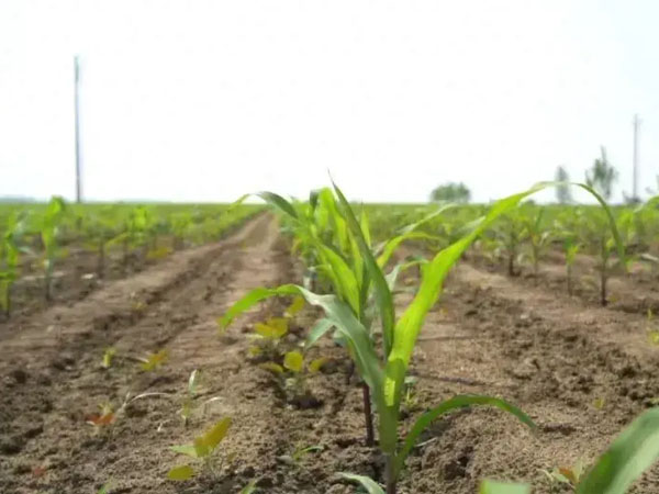 黃淮?？购低聿ゼ案姆N補(bǔ)種技術(shù)意見(jiàn)