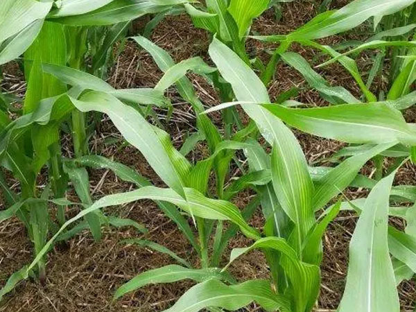 夏季玉米主要病蟲(chóng)害有哪些