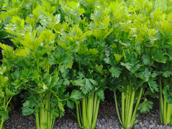 豇豆、芹菜、韭菜主要病蟲害綠色防控技術(shù)要點(diǎn)