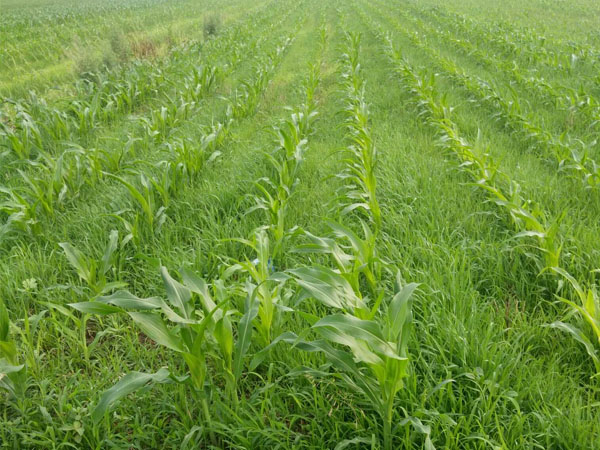 玉米田小麥苗太多用啥除草劑好？推薦硝煙莠去津