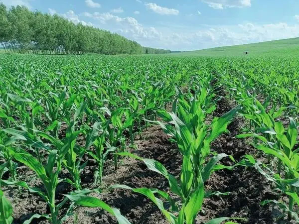 玉米苗期要做好病蟲(chóng)草害的防治