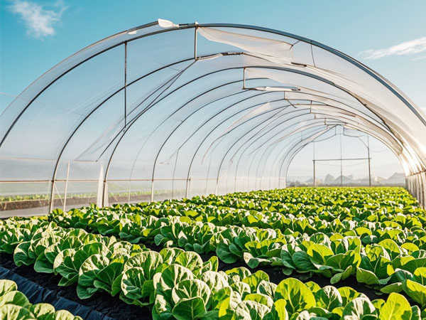 溫室蔬菜如何防治薊馬：用對(duì)方法選對(duì)藥 才能更高效