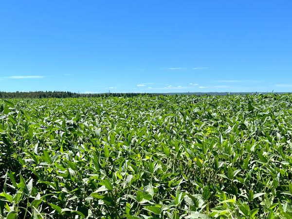 大豆多雨季節(jié)的有效管理方法