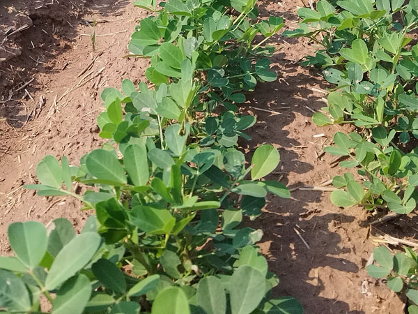 花生生長中后期病蟲害有哪些 怎么防治