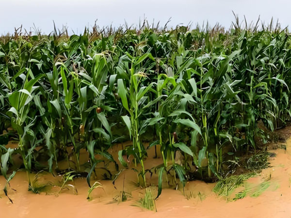 強(qiáng)降雨過后 玉米如何管理