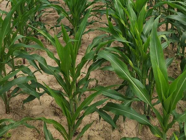 臺(tái)風(fēng)“格美”來(lái)襲，警惕玉米南方銹病傳播，科學(xué)防御 做好“一噴多促”