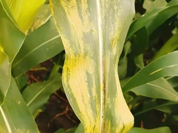 周口市淮陽(yáng)區(qū)玉米南方銹病防治警報(bào)