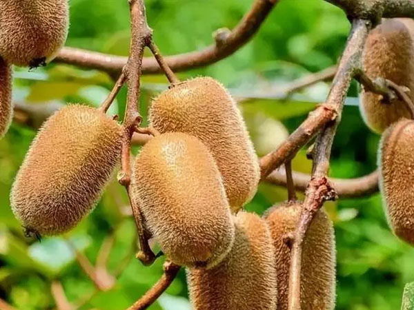 秋后獼猴桃管理五要點