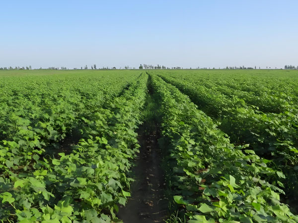 高溫天氣棉花這樣管理更科學(xué)