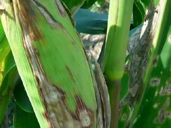 玉米紋枯病識別與防治技術(shù)