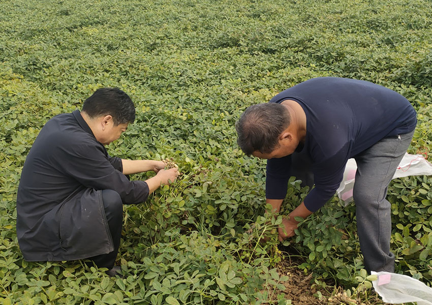 2024年10月8日西平縣花生兩提兩調試驗田測產取土