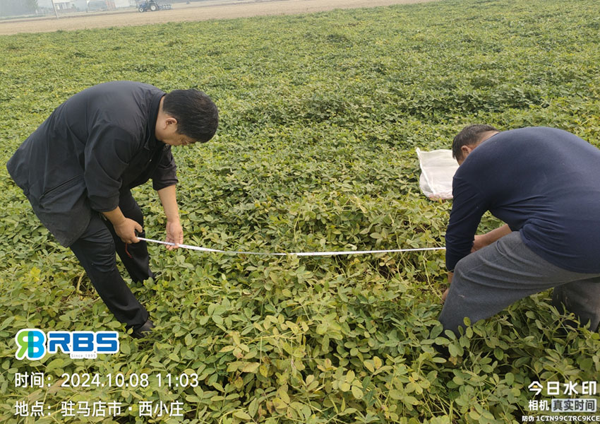 2024年10月8日西平縣花生兩提兩調試驗田測產取土